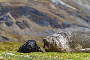 Newborn Prints: Female southern elephant seal (Mirounga leonina) with newborn pup on the beach in Stromness Bay