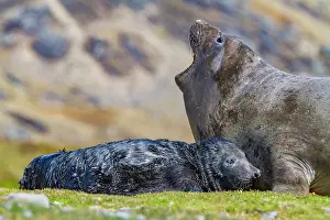 Newborn Prints: Female southern elephant seal (Mirounga leonina) with newborn pup on the beach in Stromness Bay