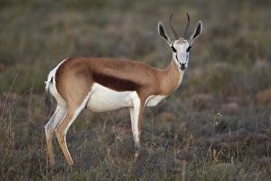 Female springbok (Antidorcas marsupialis), Mountain Zebra National Park, South Africa, Africa