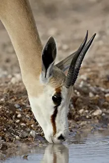 Thirsty Prints: Female springbok (Antidorcas marsupialis) drinking, Kgalagadi Transfrontier Park