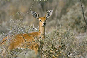 Female steenbok (Raphicerus campestris)