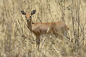 Images Dated 15th October 2006: Female steenbok (Raphicerus campestris), Masai Mara National Reserve, Kenya