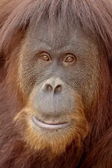 Primates Prints: Female Sumatran orangutan (Pongo abelii) in captivity