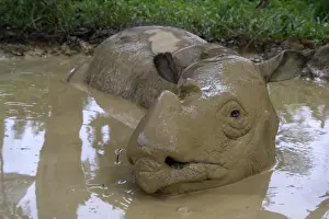 Borneo Prints: Female Sumatran rhino (Borneo rhino) (Dicerorhinus sumatrensis) in wallow
