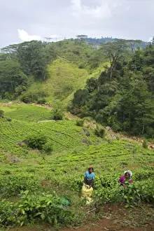 Harvesting Prints: Female Tamil tea pickers, tea plantation near Nuwara Eliya, Sri Lanka, Asia