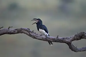 Hornbill Prints: Female trumpeter hornbill (Bycanistes bucinator) calling