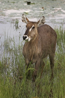 Female waterbuck (Kobus ellipsiprymnus)