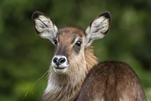 Eye Contact Gallery: Female waterbuck (Kobus ellipsiprymnus), Ngorongoro crater, Ngorongoro Conservation Area