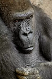 Images Dated 17th April 2009: Female Western lowland gorilla (Gorilla gorilla gorilla) in captivity, Rio Grande Zoo