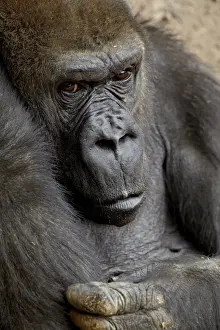 New Mexico Prints: Female Western lowland gorilla (Gorilla gorilla gorilla) in captivity, Rio Grande Zoo