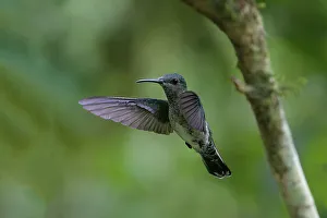 Spread Wings Prints: Female white necked Jacobin (Florisuga Mellivora)