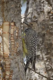 Female Williamsons sapsucker (Sphyrapicus thyroideus), Yellowstone National Park