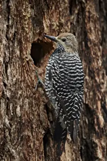 Female Williamsons sapsucker (Sphyrapicus thyroideus) at its nest hole, Yellowstone National Park, Wyoming, United States of America, North America