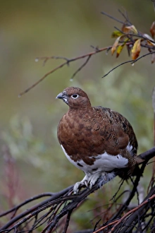 Images Dated 25th August 2009: Female willow ptarmigan (Lagopus lagopus), Denali National Park and Preserve