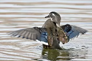 Images Dated 26th January 2010: Female wood duck (Aix sponsa) flapping wings, Rio Grande Zoo, Albuquerque Biological Park