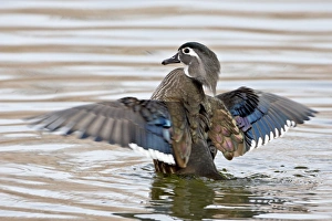 Female wood duck (Aix sponsa) flapping wings, Rio Grande Zoo, Albuquerque Biological Park