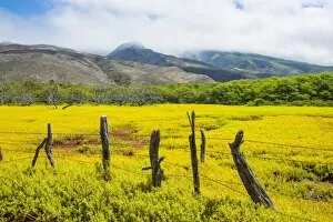 Wooden Post Gallery: Fenced field of yellow flowers, Island of Molokai, Hawaii, United States of America, Pacific