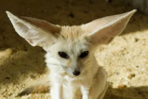 Animal Head Prints: Fennec (desert fox)