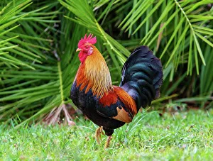 Bright Colors Prints: Feral cockerel in Spittal Pond Nature Reserve
