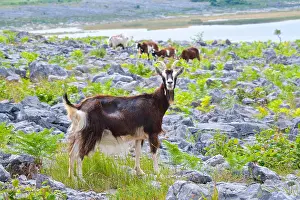 Lush Prints: Feral goat (Capra aegagrus) Burren National Park, County Clare, Ireland