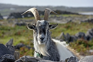 Horns Prints: Feral goat, Inishmore, largest of the Aran Islands