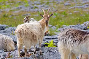Horns Prints: Feral goats, (Capra aegagrus), Burren National Park, County Clare, Ireland