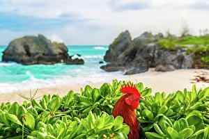 Chicken Prints: Feral rooster at Warwick Long Bay beach, South Shore, Bermuda, Atlantic, North America