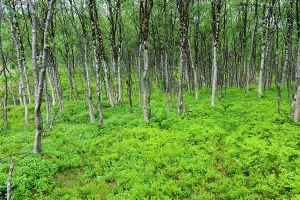 Fern Prints: Fern and birch wood, Nordmannvikdalen valley