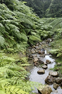 Ferns Prints: Fern forest, Sao Miguel Island, Azores, Portugal, Europe