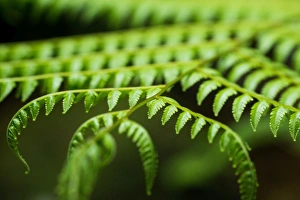 Fern Prints: Fern, Indonesia, Southeast Asia
