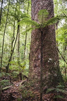 Fern Prints: Fern and Kauri Tree, Waipoua Kauri Forest, Northland Region, North Island, New Zealand