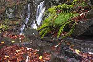 Fern Prints: Fern and waterfalls, Dardagna Waterfalls, Parco Regionale del Corno alle Scale