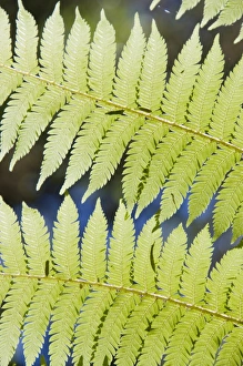 Ferns