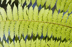 Fern Prints: Ferns