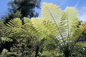Fern Prints: Ferns, Abel Tasman National Park