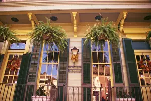 Fern Prints: Ferns in hanging baskets and reflections in windows in New Orleans