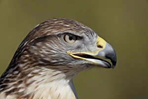 Images Dated 25th November 2009: Ferruginous Hawk (Buteo regalis) in captivity, Arizona Sonora Desert Museum