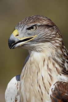 Images Dated 25th November 2009: Ferruginous hawk (Buteo regalis) in captivity, Arizona Sonora Desert Museum