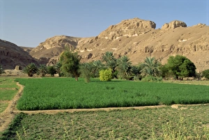 Wadi Hadhramaut Prints: Fertile fields and palm trees