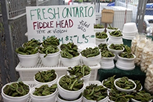 Ottawa Prints: Fiddle head for sale, Ottawa, Ontario, Canada, North America