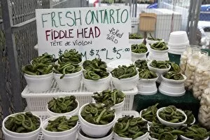 Images Dated 3rd June 2009: Fiddle head for sale, Ottawa, Ontario, Canada, North America