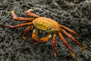 Ecuador Gallery: Fiddler Crab on a rocky beach, Isabela Island, Galapagos, Ecuador, South America