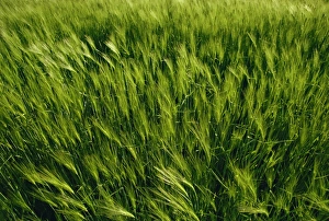 Grain Prints: Field of barley, England, United Kingdom, Europe