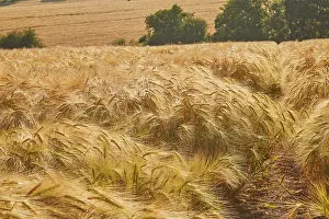 Time Prints: Field of barley ready for harvest in Teignmouth