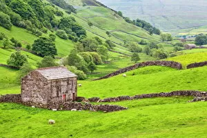 Sheep Collection: Field barn below Kisdon Hill near Angram in Swaledale, Yorkshire Dales, Yorkshire, England