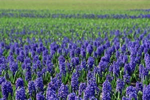 Lisse Prints: Field of blue hyacinths at Lisse in the Netherlands, Europe