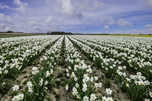 Daffodils Prints: A field of daffodils in bloom, Norfolk, England, United Kingdom, Europe