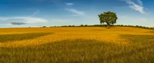 Chesterfield Prints: Field of golden barley and single tree, Glapwell, Chesterfield, Derbyshire, England