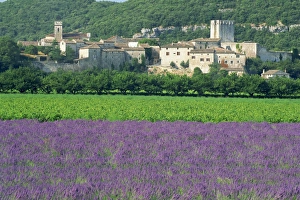 Lavender Prints: Field of lavender and village of Montclus behind, Gard, Languedoc-Roussillon