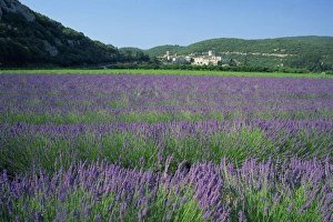 Gard Prints: Field of lavender and village of Montclus in distance, Gard, Languedoc-Roussillon